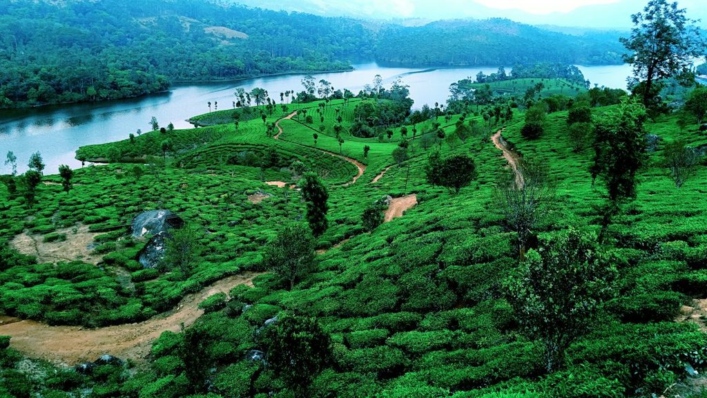 Kerala, greenery